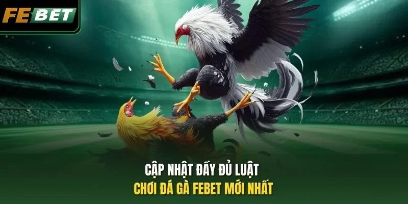 Luật Chơi Đá Gà - Tổng Hợp Quy Định Quan Trọng Cần Biết Cập nhật đầy đủ luật chơi đá gà FEBET mới nhất