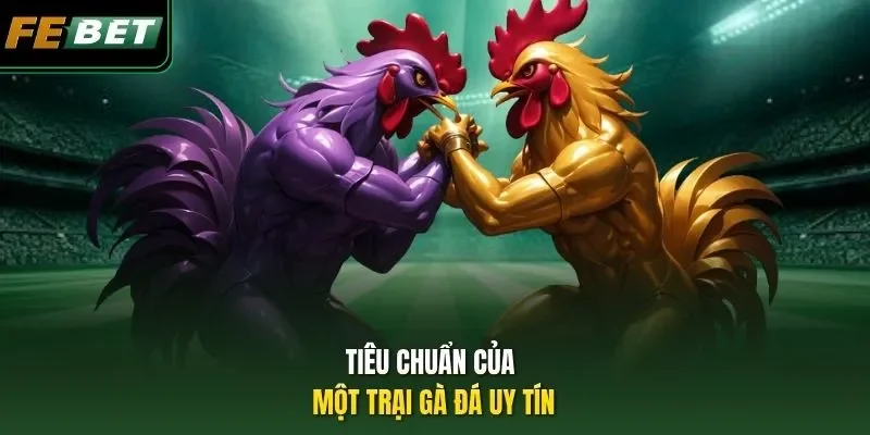 Top Trại Gà Đá - Nơi Hội Tụ Của Những Chiến Kê Triệu Đô Tiêu chuẩn của một trại gà đá uy tín