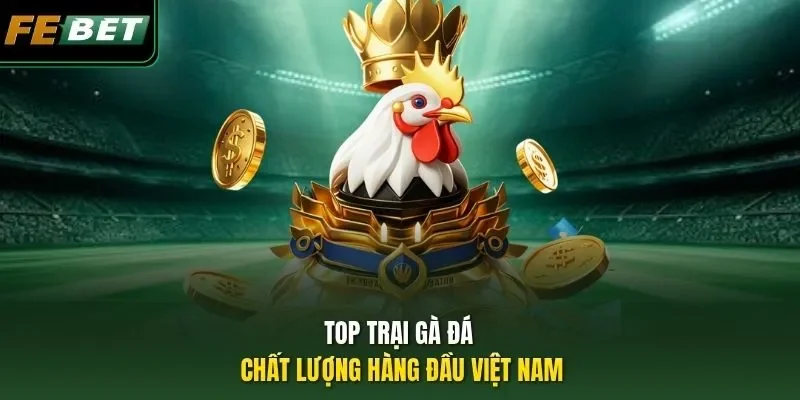 Top Trại Gà Đá - Nơi Hội Tụ Của Những Chiến Kê Triệu Đô Top trại gà đá chất lượng hàng đầu Việt Nam